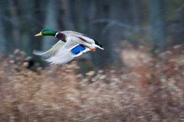 Mallard taking flight from a marsh in Canada