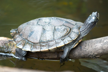 Gelbwangen Schmuckschildkröte,  Gelbbauch-Schmuckschildkröte (Trachemys scripta scripta)