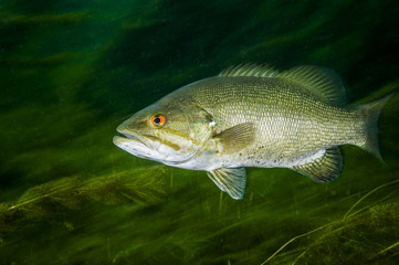 Smallmouth Bass underwater in the St. Lawrence River