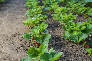 beds with strawberries