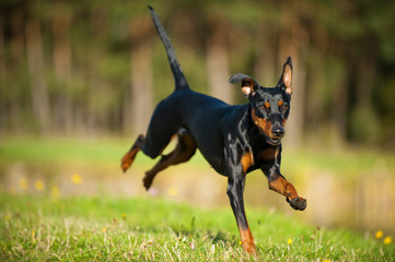 Rennender Deutscher Pinscher