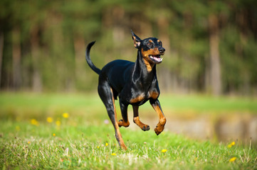 Rennender Deutscher Pinscher