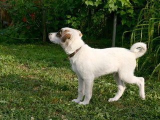 Small puppy plays in the garden on the green grass.