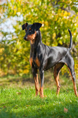 Deutscher Pinscher