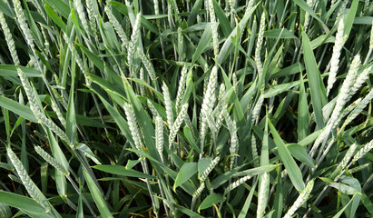 Agriculture: Closeup of growing wheat field in Eastern Thuringia in May