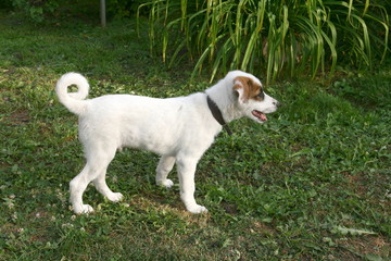 Small puppy plays in the garden on the green grass.