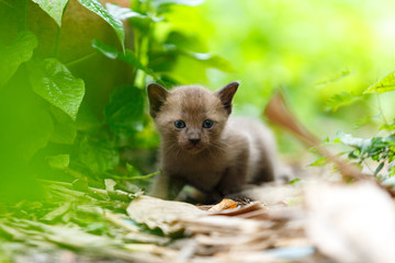 Black kitten survey at little green plate in the first time.