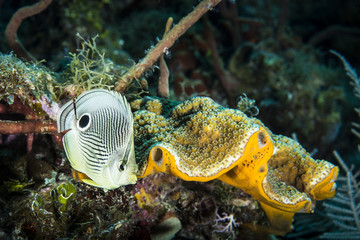 Coral reef and Foureye Butterflyfish in the Caribbean