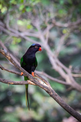 Small black parrot with orange Bill and Eyes.