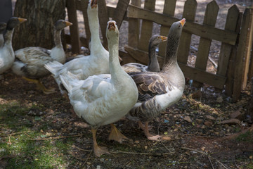 geese on a walk through the meadow