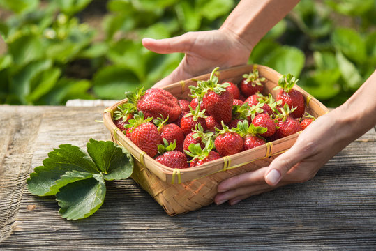basket with strawberries in your hands