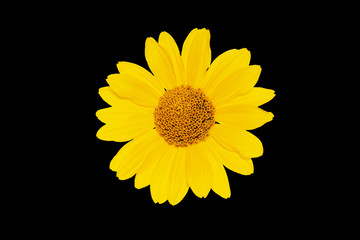 Beautiful yellow heliopsis flower isolated on a black background