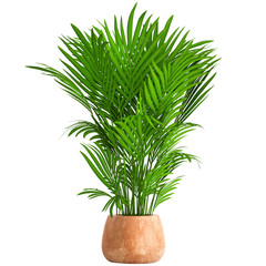 palm trees in a pot 