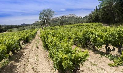 Fototapeta na wymiar Les Baux-de-Provence historic castle with grape vines in the foreground. Bouches du Rhone, Provence, France, Europe.