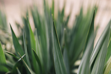 close up macro view of green spiky leaves of a cactus. Top view. Nature concept