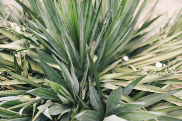 close up macro view of green spiky leaves of a cactus. Top view. Nature concept