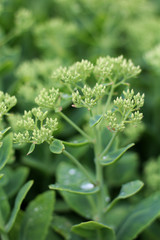 Fototapeta premium Beauty of nature - beautiful flowering plant with drops of water after rain