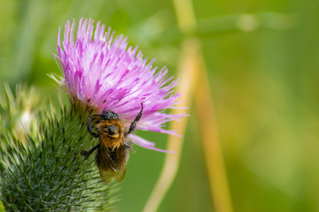 Bumblebee feeds on a flower