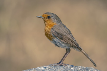 Rouge gorge de profil