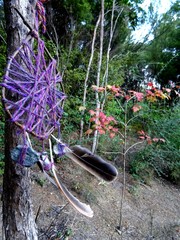 Dreamcatcher