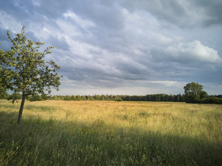 Obraz premium View over blooming meadows with a grove strip in front of a cloudy sky