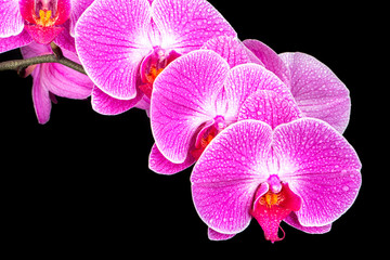 Branch purple Orchid