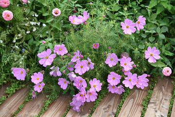 Cosmos rose
