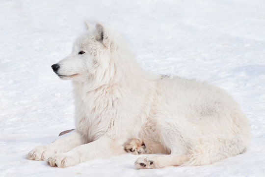 Fototapeta Wild arctic wolf is lying on white snow. Animals in wildlife. Canis lupus arctos.