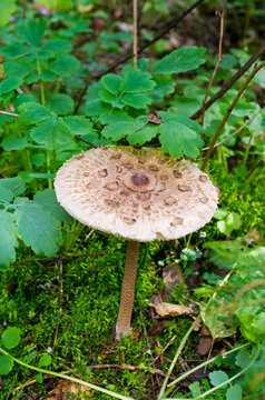 Edible Kania mushroom, Poland