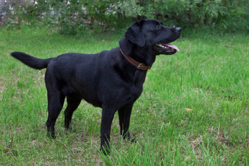 Cute black labrador retriever is standing on a green meadow. Pet animals.