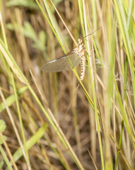 Macro of an Adult Giant Mayfly (Hexagenia limbata) Resting in Grass in a Meadow After Emergence