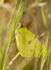Macro of an Orange Sulphur Butterfly (Colias eurytheme) Perched in Dense Grass
