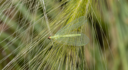 Fototapeta premium Macro of a Green Lacewing (Chrysopidae) Resting on a Leaf