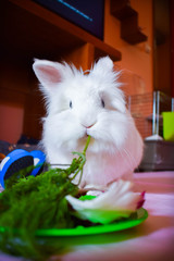 Obraz premium Close up of Cute Little White Bunny breakfast