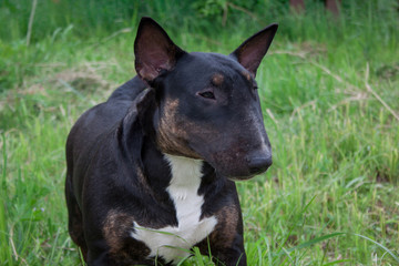 Young english bull terrier close up. Pet animals.