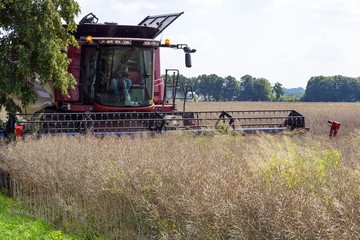 The red harvester collects rapeseed