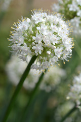 Garden onion