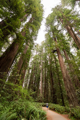 Redwood National Park in California