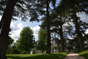 Cèdres du jardin du château de Chaumont sur Loire, France