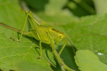 Grasshopper sits on the grass close-up. Macro photo of a grasshopper sitting on a sheet. Locust sitting in the grass.