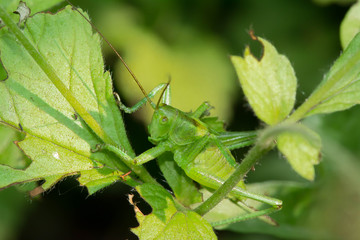 Grasshopper sits on the grass close-up. Macro photo of a grasshopper sitting on a sheet. Locust sitting in the grass.