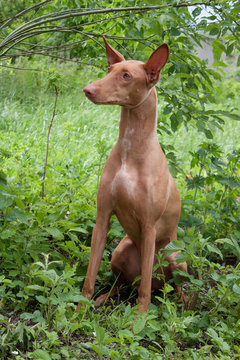 Cute pharaoh hound is sitting on a green meadow. Kelb tal-Fenek or rabbit dog.