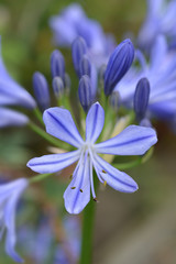 African lily Charlotte