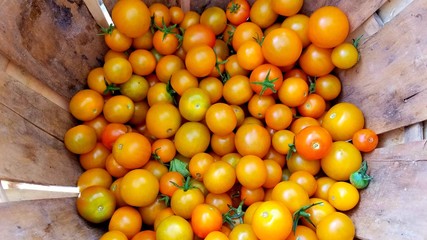 Looking Down into a Wooden Barrel: Juicy, Farm Fresh Mini Yellow Tomatoes, Cherry-Size, Top View and Close Up; Farm to Table, Healthy Eating, Food Choice Ideas