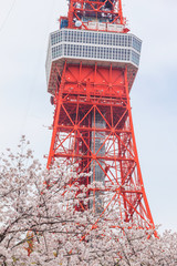 Full bloom of sakura flower cherry blossom in Zojoji temple, Japan
