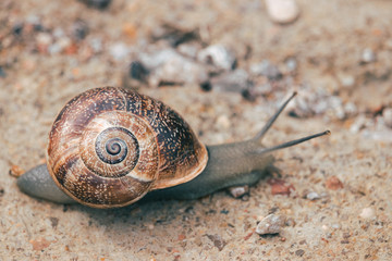 big snail among small stones