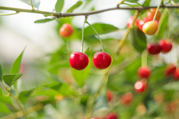 red ripe cherries 