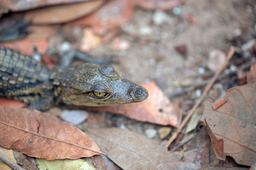 baby crocodile head portrait close up, on brown dried leaves