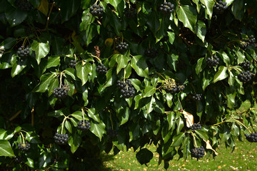 Efeu mit Fruechten;