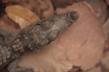 baby crocodile head portrait close up, on brown dried leaves